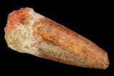 Spinosaurus Tooth - Real Dinosaur Tooth #116394-1